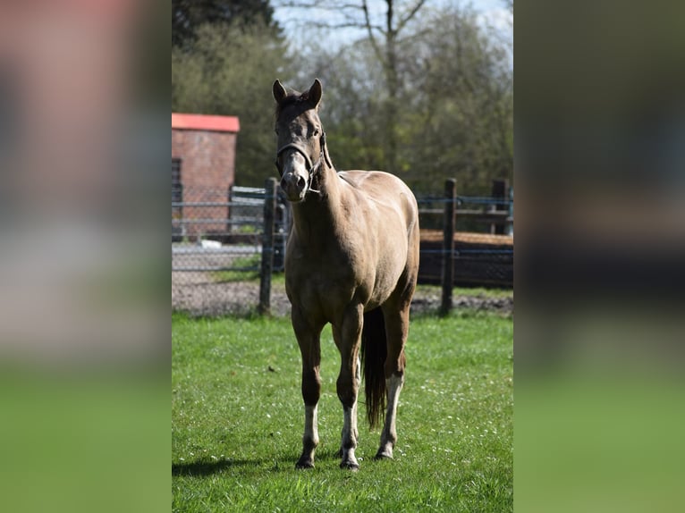American Paint Horse Wallach 2 Jahre 160 cm Champagne in Ascheberg