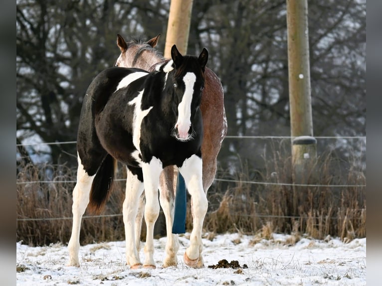 American Paint Horse Wallach 2 Jahre 162 cm Tovero-alle-Farben in Weichselbaum