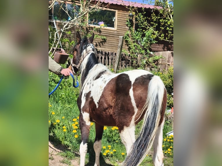 American Paint Horse Wallach 2 Jahre Overo-alle-Farben in betteldorf