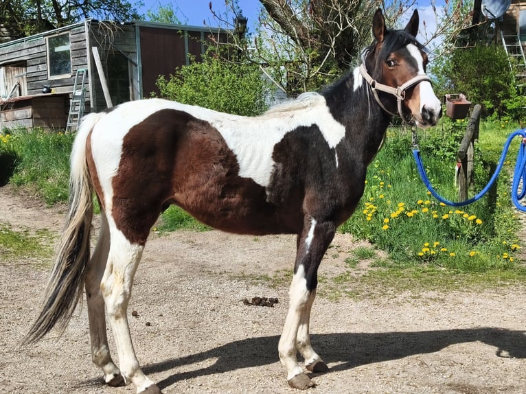 American Paint Horse Wallach 2 Jahre Overo-alle-Farben in betteldorf