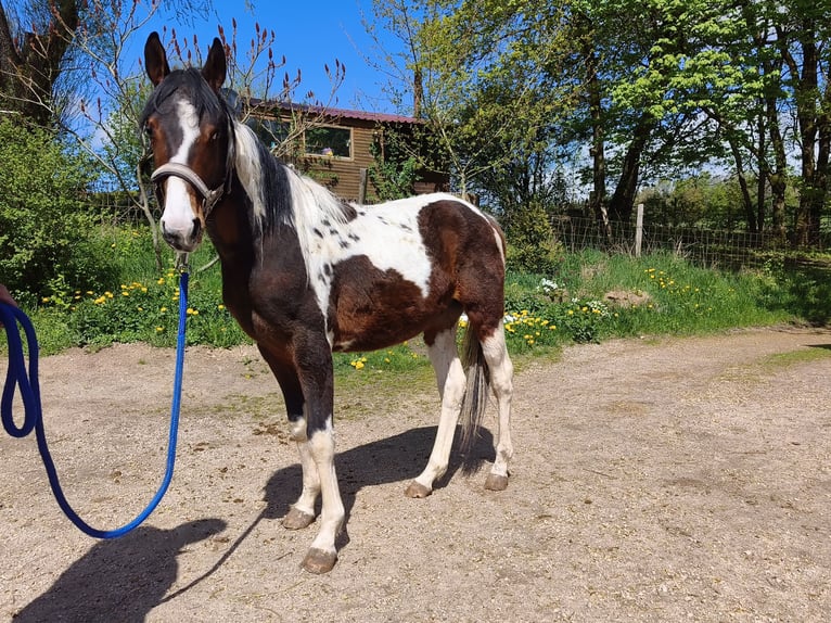 American Paint Horse Wallach 2 Jahre Overo-alle-Farben in betteldorf
