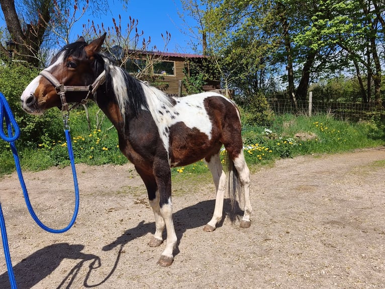 American Paint Horse Wallach 2 Jahre Overo-alle-Farben in betteldorf
