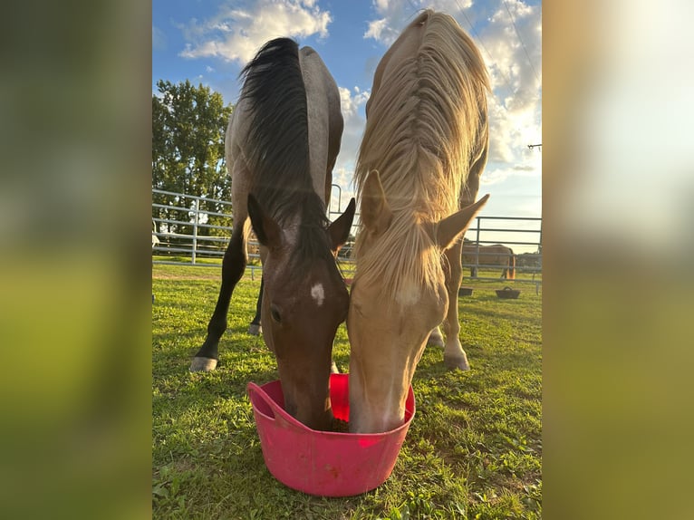 American Paint Horse Wallach 2 Jahre Roan-Bay in Pfaffenhofen OT Stockach