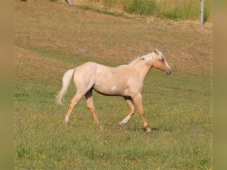 American Paint Horse Wallach 3 Jahre 135 cm Palomino in Wrestedt