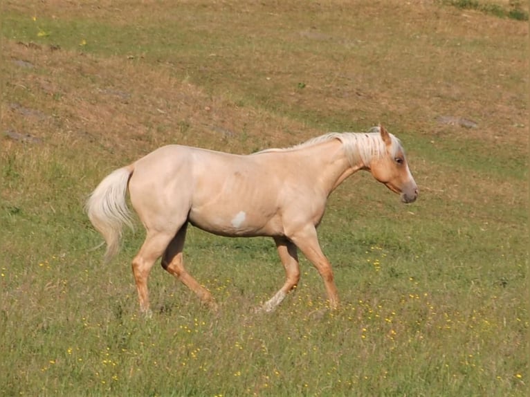 American Paint Horse Wallach 3 Jahre 135 cm Palomino in Wrestedt