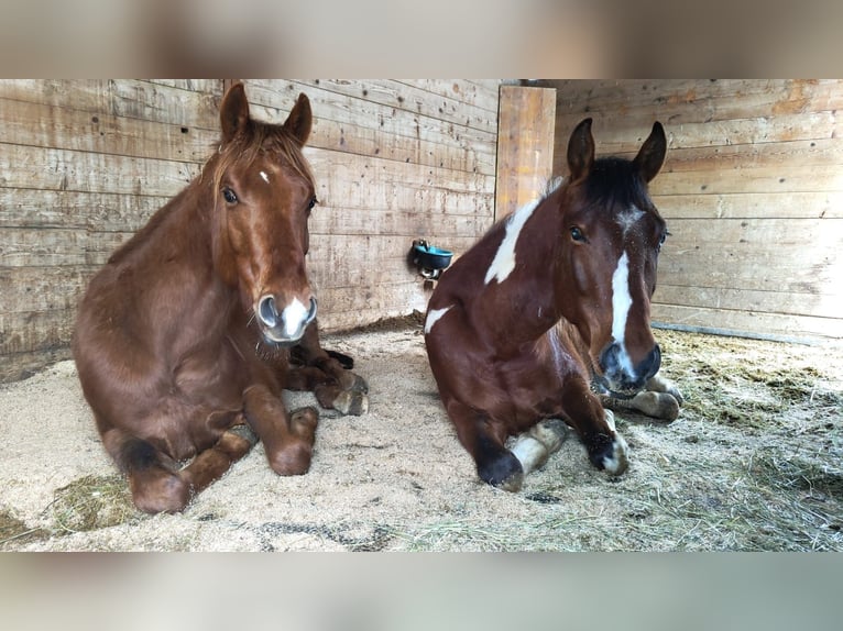 American Paint Horse Wallach 3 Jahre 143 cm Tobiano-alle-Farben in Villingen-Schwenningen