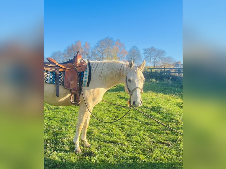American Paint Horse Mix Wallach 3 Jahre 144 cm Palomino in Ulrichstein