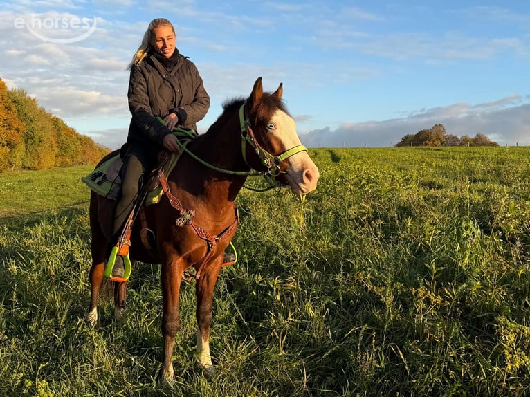 American Paint Horse Wallach 3 Jahre 144 cm Schecke in Linkenbach