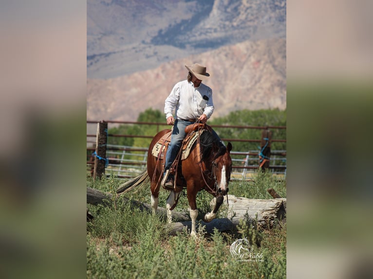 American Paint Horse Wallach 3 Jahre 145 cm Rotbrauner in Cody