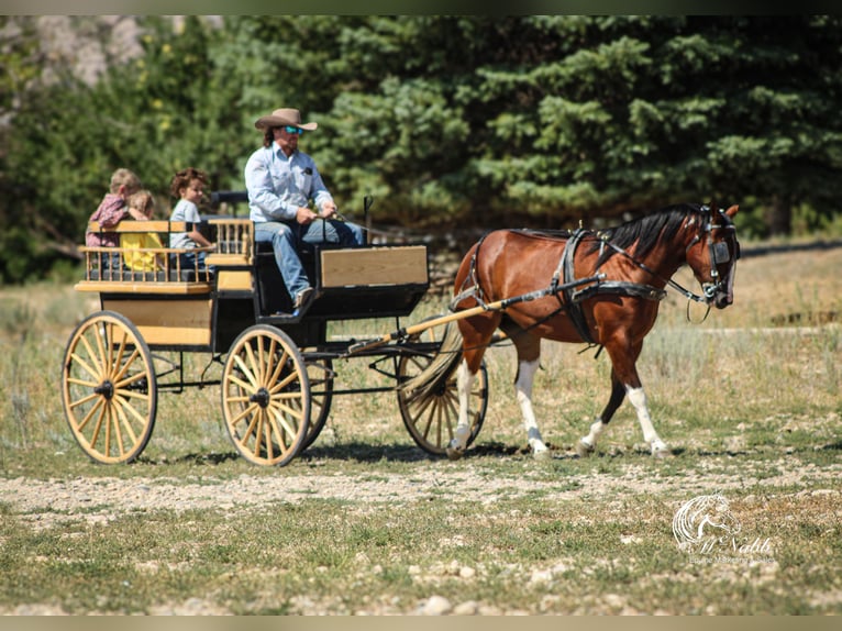 American Paint Horse Wallach 3 Jahre 145 cm Rotbrauner in Cody