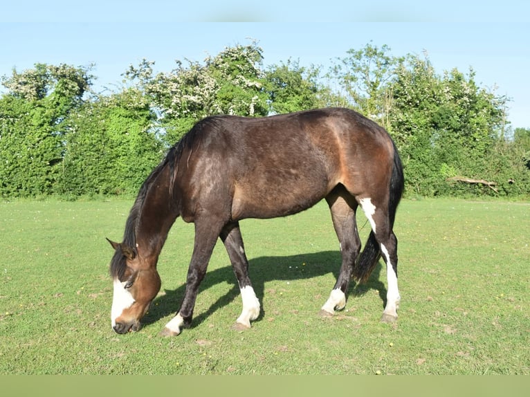 American Paint Horse Wallach 3 Jahre 145 cm Schwarzbrauner in Ireland