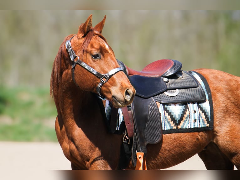 American Paint Horse Wallach 3 Jahre 147 cm Fuchs in Frankfurt am Main