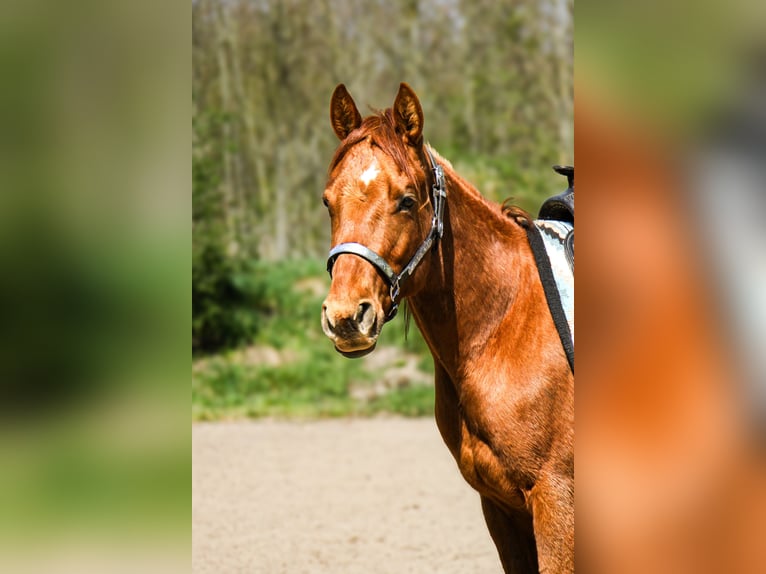 American Paint Horse Wallach 3 Jahre 147 cm Fuchs in Frankfurt am Main