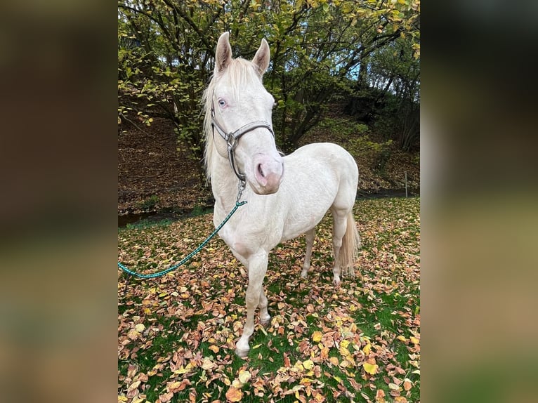 American Paint Horse Wallach 3 Jahre 147 cm in Naumburg