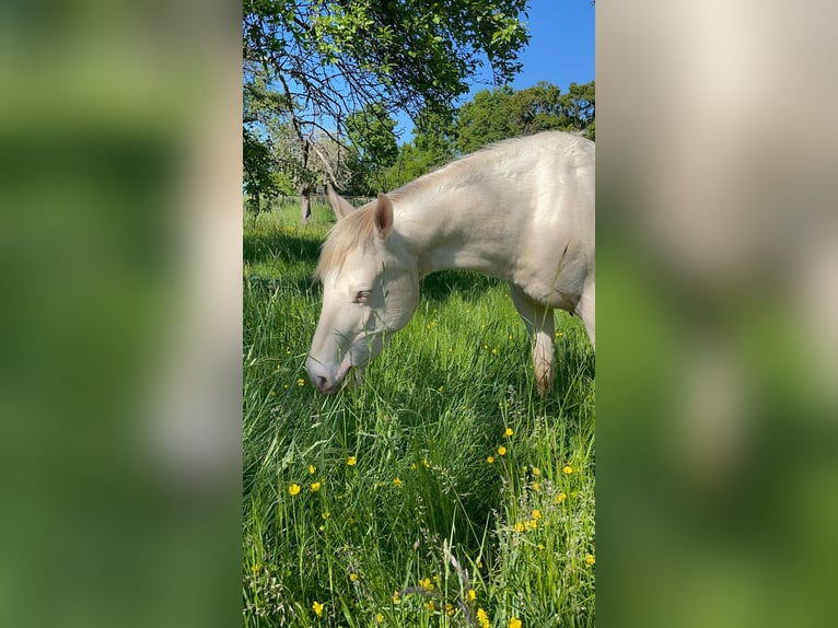 American Paint Horse Wallach 3 Jahre 147 cm in Naumburg