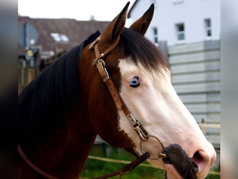 American Paint Horse Wallach 3 Jahre 148 cm Overo-alle-Farben in Velpke⁸