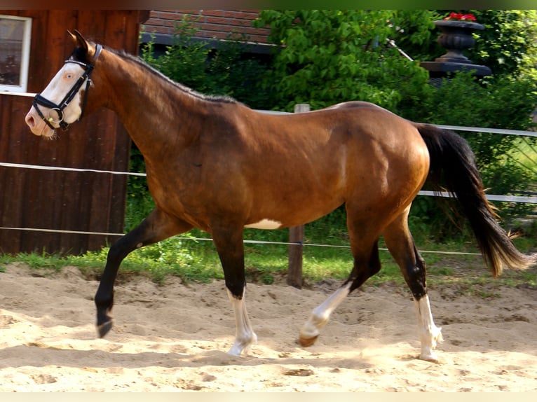 American Paint Horse Wallach 3 Jahre 148 cm Overo-alle-Farben in Velpke