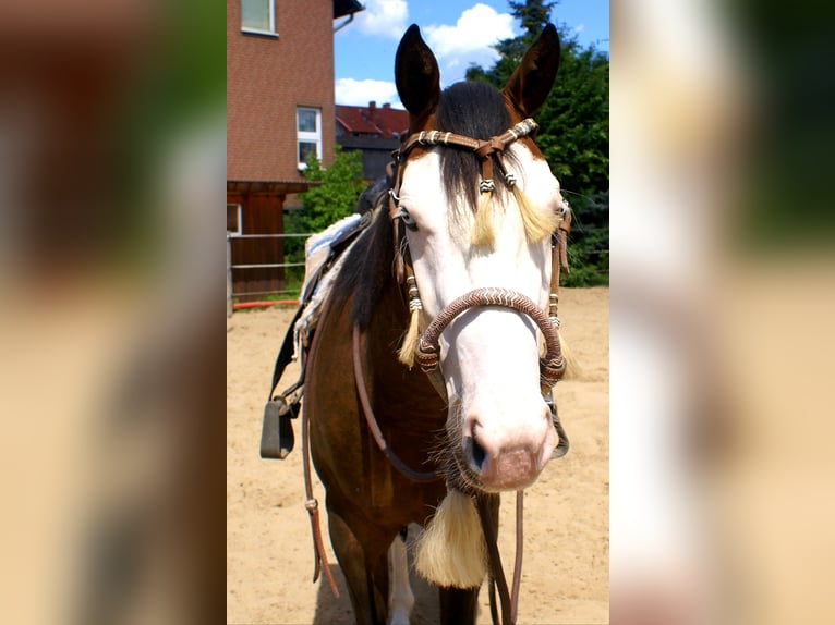 American Paint Horse Wallach 3 Jahre 148 cm Overo-alle-Farben in Velpke⁸
