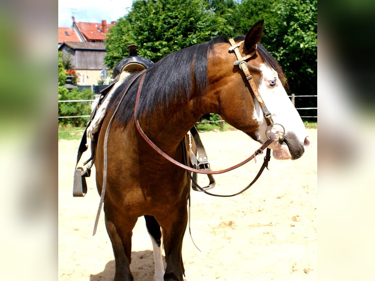 American Paint Horse Wallach 3 Jahre 148 cm Overo-alle-Farben in Velpke