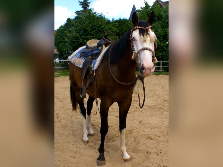 American Paint Horse Wallach 3 Jahre 148 cm Overo-alle-Farben in Velpke