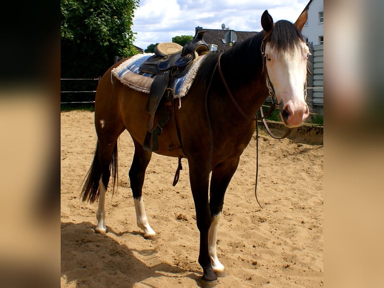 American Paint Horse Wallach 3 Jahre 148 cm Overo-alle-Farben in Velpke⁸