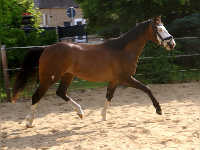 American Paint Horse Wallach 3 Jahre 148 cm Overo-alle-Farben in Velpke⁸