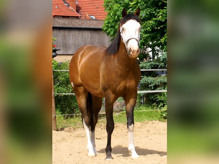 American Paint Horse Wallach 3 Jahre 148 cm Overo-alle-Farben in Velpke