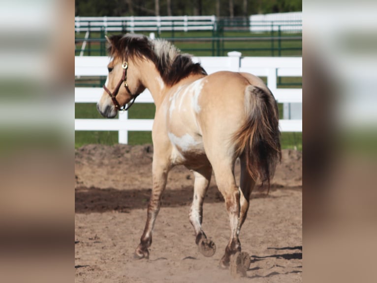 American Paint Horse Mix Wallach 3 Jahre 148 cm Tobiano-alle-Farben in Oberhausen