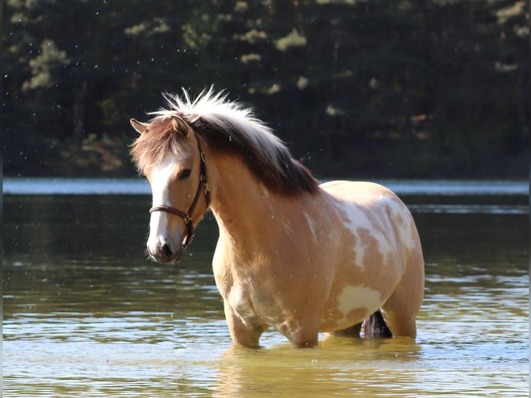 American Paint Horse Mix Wallach 3 Jahre 148 cm Tobiano-alle-Farben in Oberhausen