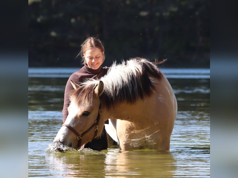 American Paint Horse Mix Wallach 3 Jahre 148 cm Tobiano-alle-Farben in Oberhausen