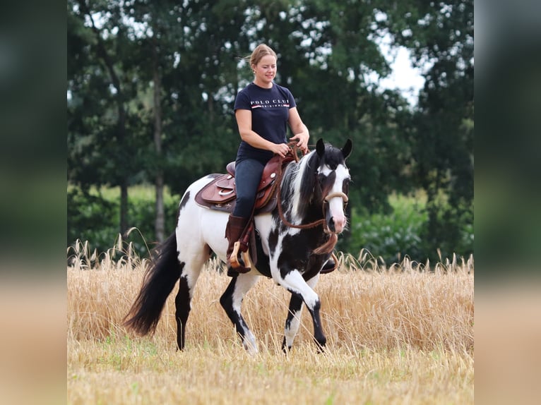 American Paint Horse Mix Wallach 3 Jahre 148 cm Tobiano-alle-Farben in Oberhausen