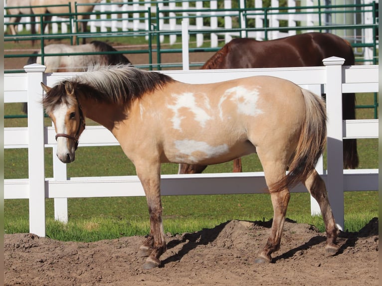 American Paint Horse Mix Wallach 3 Jahre 148 cm Tobiano-alle-Farben in Oberhausen