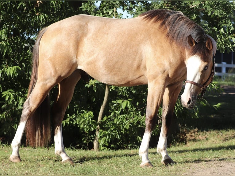 American Paint Horse Mix Wallach 3 Jahre 150 cm Buckskin in Oberhausen