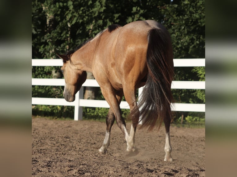 American Paint Horse Mix Wallach 3 Jahre 150 cm Buckskin in Oberhausen