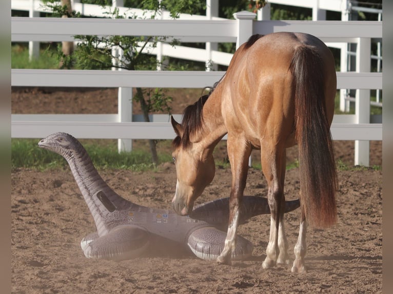 American Paint Horse Mix Wallach 3 Jahre 150 cm Buckskin in Oberhausen