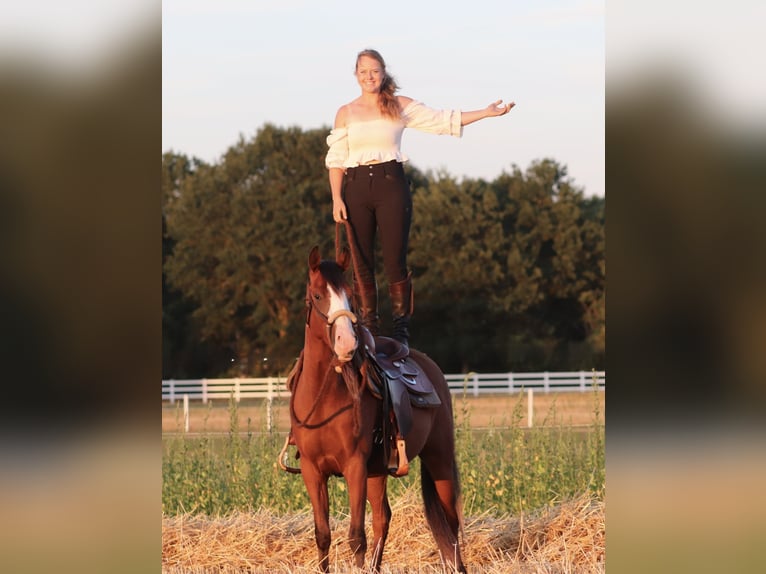American Paint Horse Mix Wallach 3 Jahre 150 cm Dunkelbrauner in Oberhausen