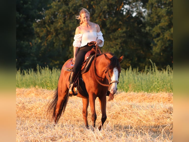 American Paint Horse Mix Wallach 3 Jahre 150 cm Dunkelbrauner in Oberhausen