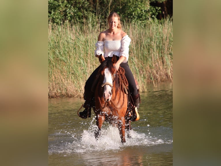 American Paint Horse Mix Wallach 3 Jahre 150 cm Dunkelbrauner in Oberhausen