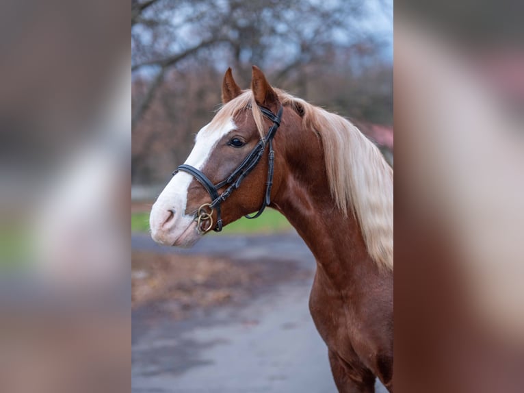 American Paint Horse Mix Wallach 3 Jahre 150 cm Schecke in Buseck