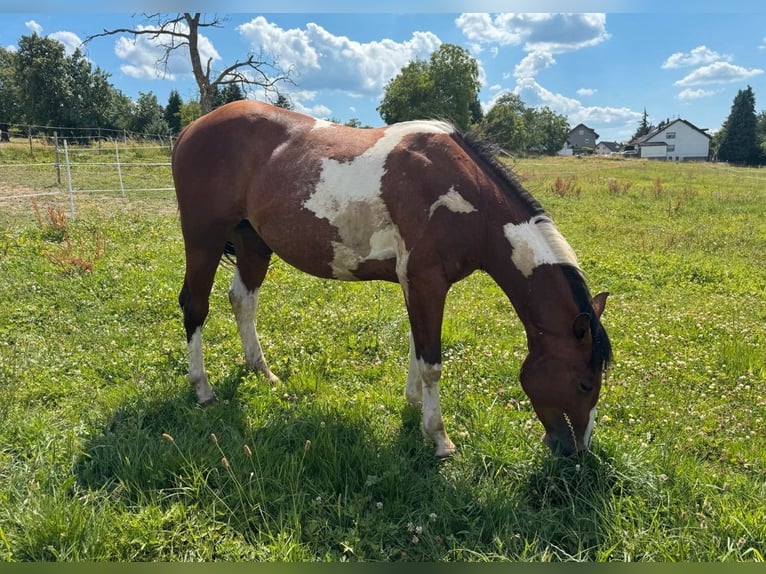 American Paint Horse Wallach 3 Jahre 150 cm Schecke in Straubenhardt