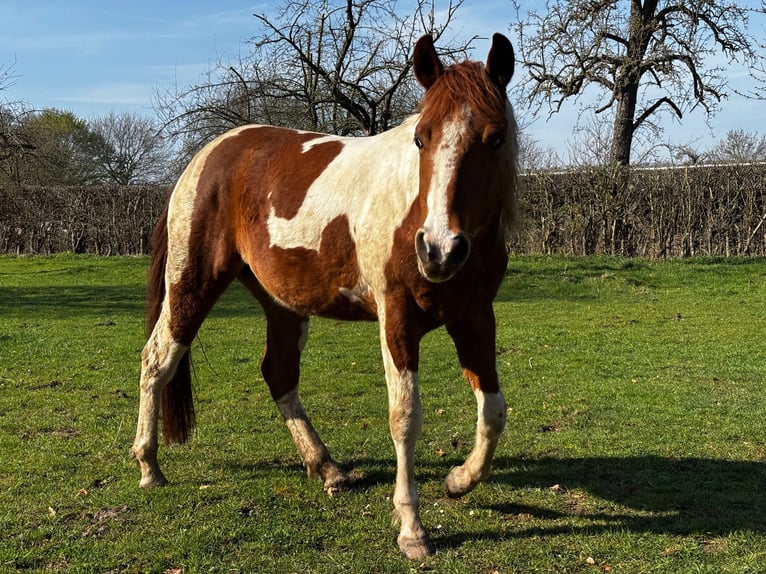 American Paint Horse Wallach 3 Jahre 150 cm Tobiano-alle-Farben in Bemelen