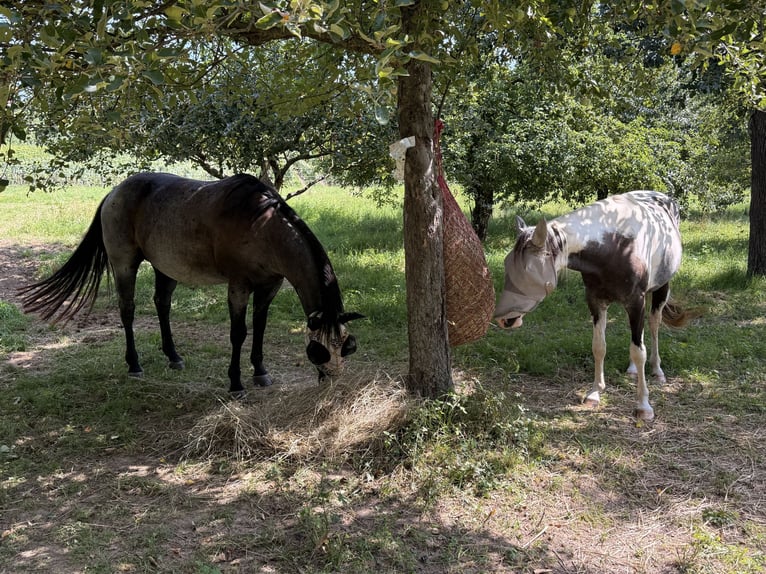 American Paint Horse Wallach 3 Jahre 150 cm Tovero-alle-Farben in Neckarwestheim