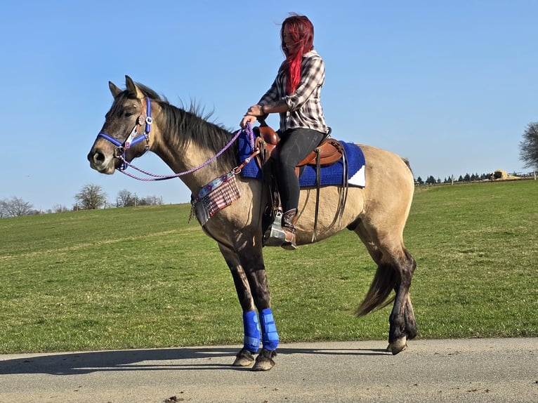 American Paint Horse Mix Wallach 3 Jahre 152 cm Grullo in Linkenbach