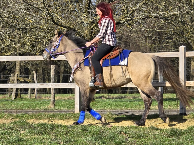 American Paint Horse Mix Wallach 3 Jahre 152 cm Grullo in Linkenbach