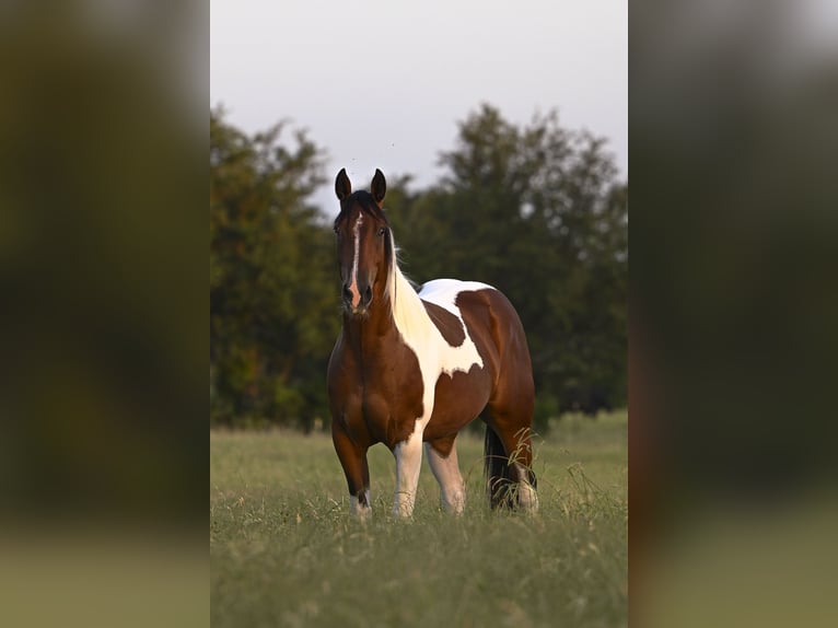 American Paint Horse Wallach 3 Jahre 152 cm Rotbrauner in Stephenville