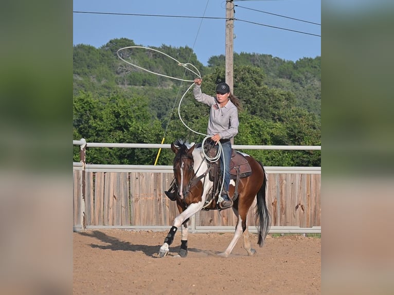 American Paint Horse Wallach 3 Jahre 152 cm Rotbrauner in Stephenville