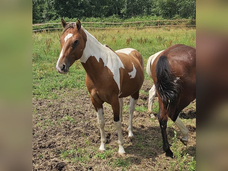 American Paint Horse Wallach 3 Jahre 152 cm Schecke in Langerwehe
