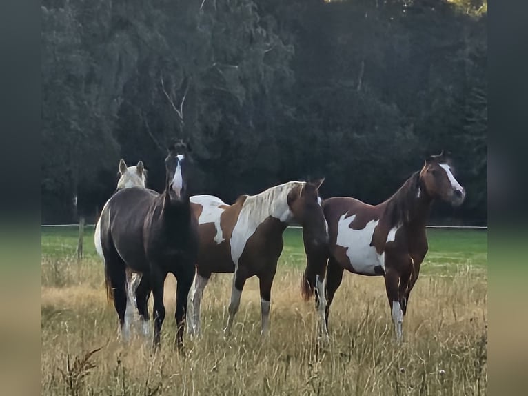 American Paint Horse Wallach 3 Jahre 152 cm Schecke in Langerwehe