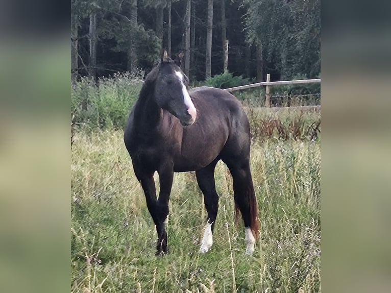 American Paint Horse Wallach 3 Jahre 152 cm Schecke in Langerwehe