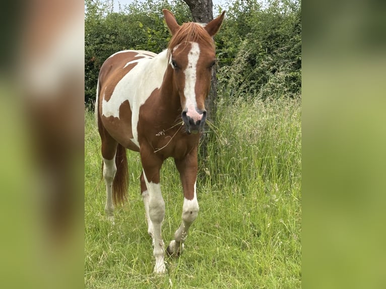 American Paint Horse Wallach 3 Jahre 152 cm Tobiano-alle-Farben in Bemelen